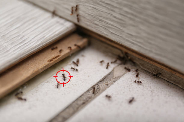 Best Flea Control Services  in Sweet Springs, MO