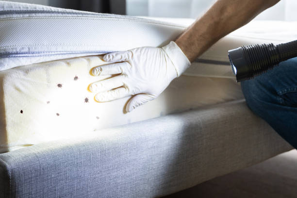 Best Pest Control Treatment  in Sweet Springs, MO